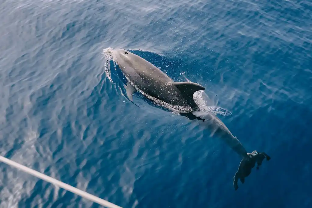 Fuerteventura: Guía de Viaje Observar Delfines En Fuerteventura