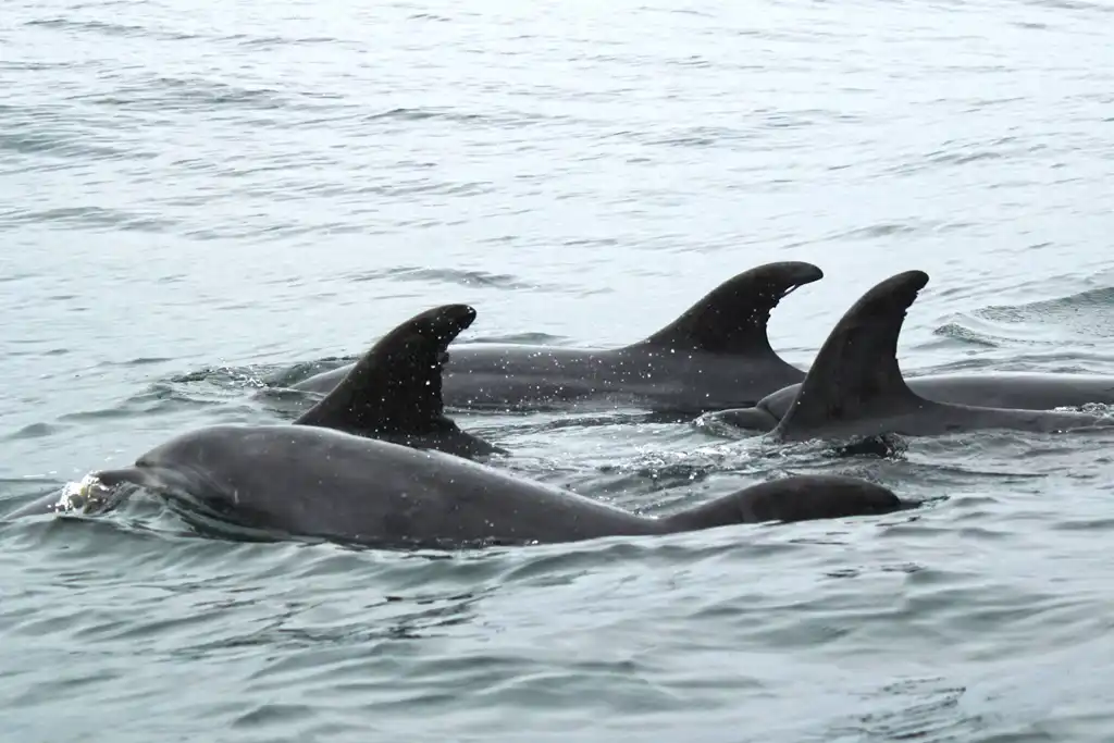 Tour De Observacion De Delfines