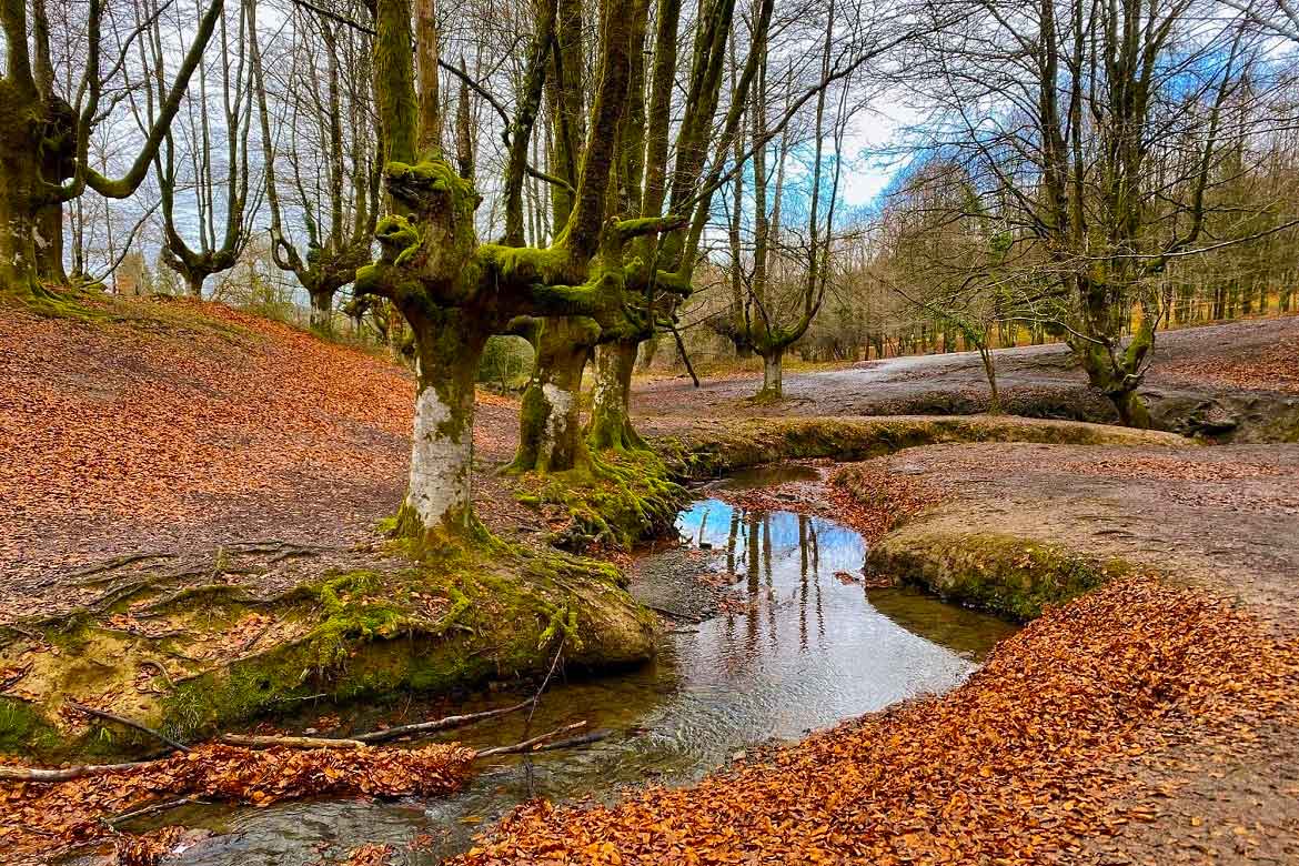 Guía para viajar por el País Vasco: todo lo que necesitas saber Hayedo De Otzarreta