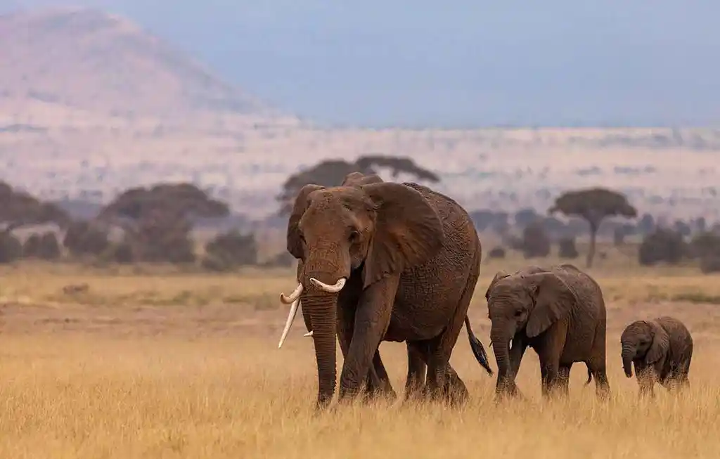 Safari En El Serengeti