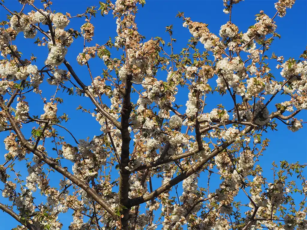 Qué ver en el Valle del Jerte: guía completa para enamorarte de esta joya de Extremadura Cerezos En Flor Valle Del Jerte