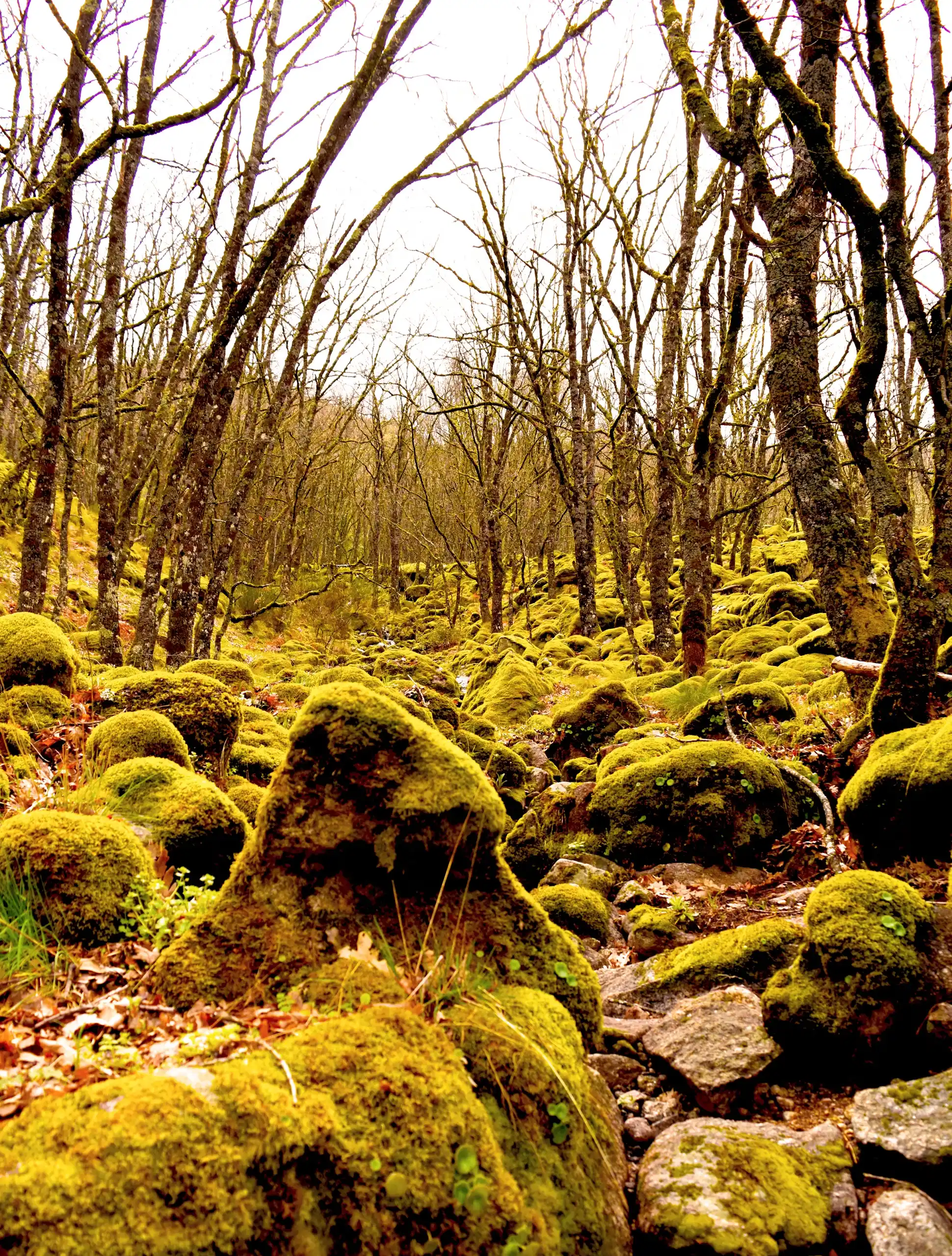 Qué ver en el Valle del Jerte: guía completa para enamorarte de esta joya de Extremadura Donde Esta El Valle Del Jerte Y Como Llegar