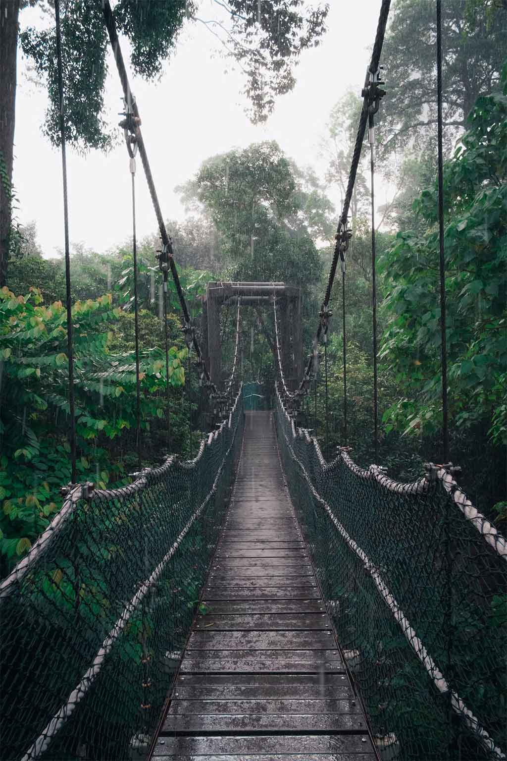 Canopy Walkway