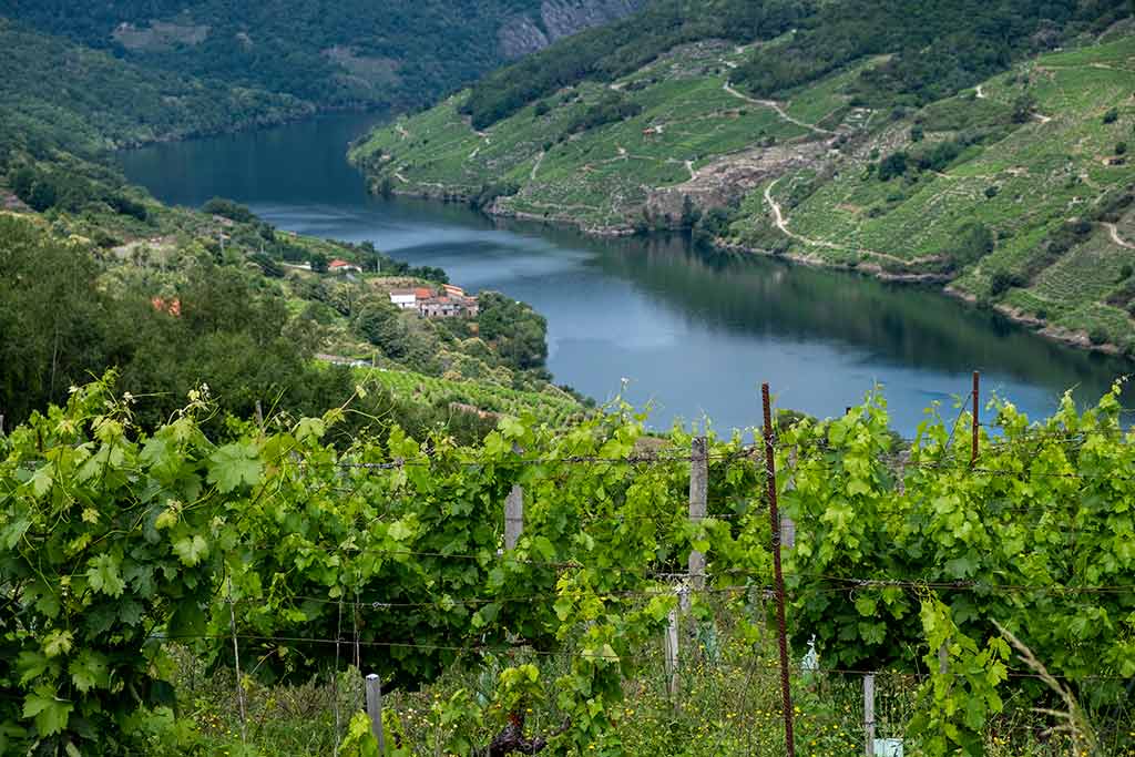 Guía de la Ribeira Sacra: Cañones, viñedos y monasterios Ribeira Sacra Bodegas