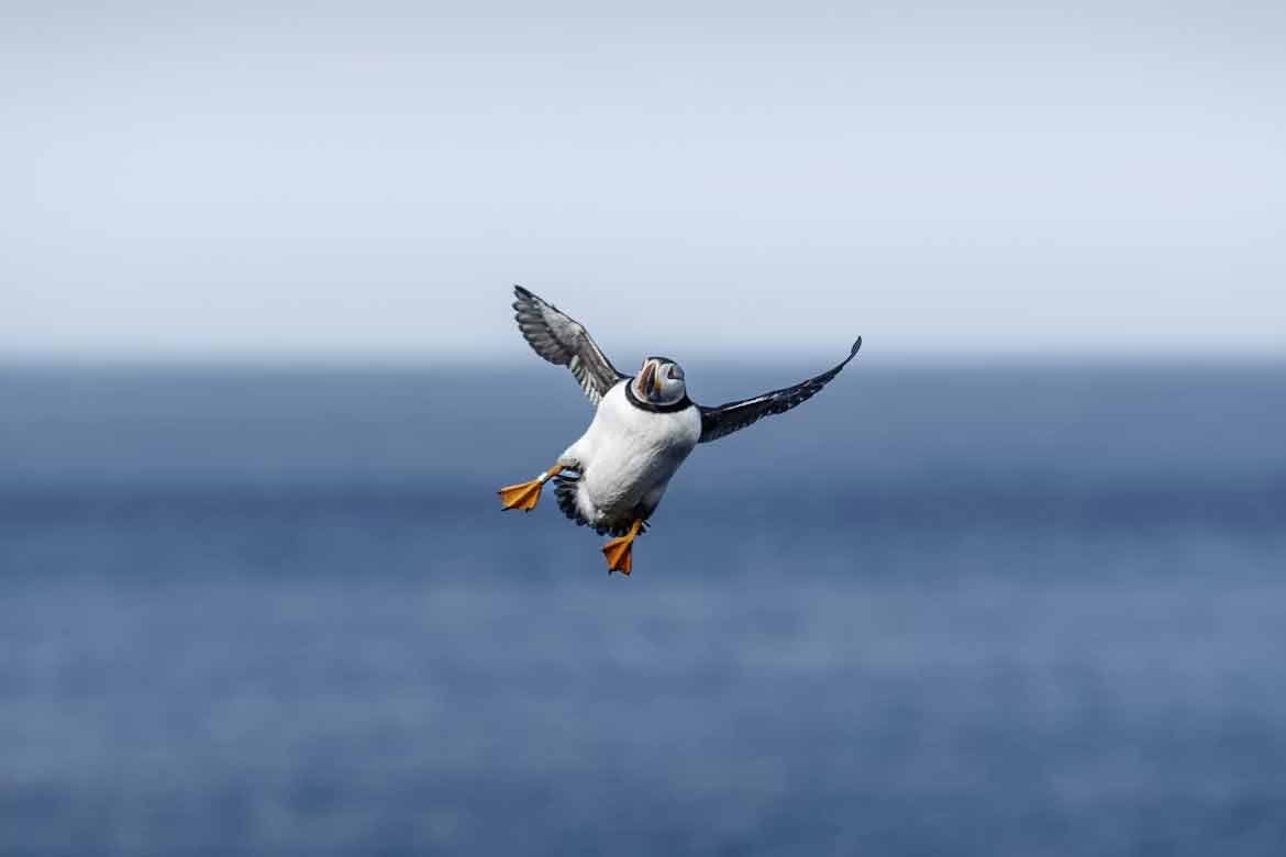 Guía definitiva de los Acantilados de Moher en Irlanda Frailecillo Atlantico