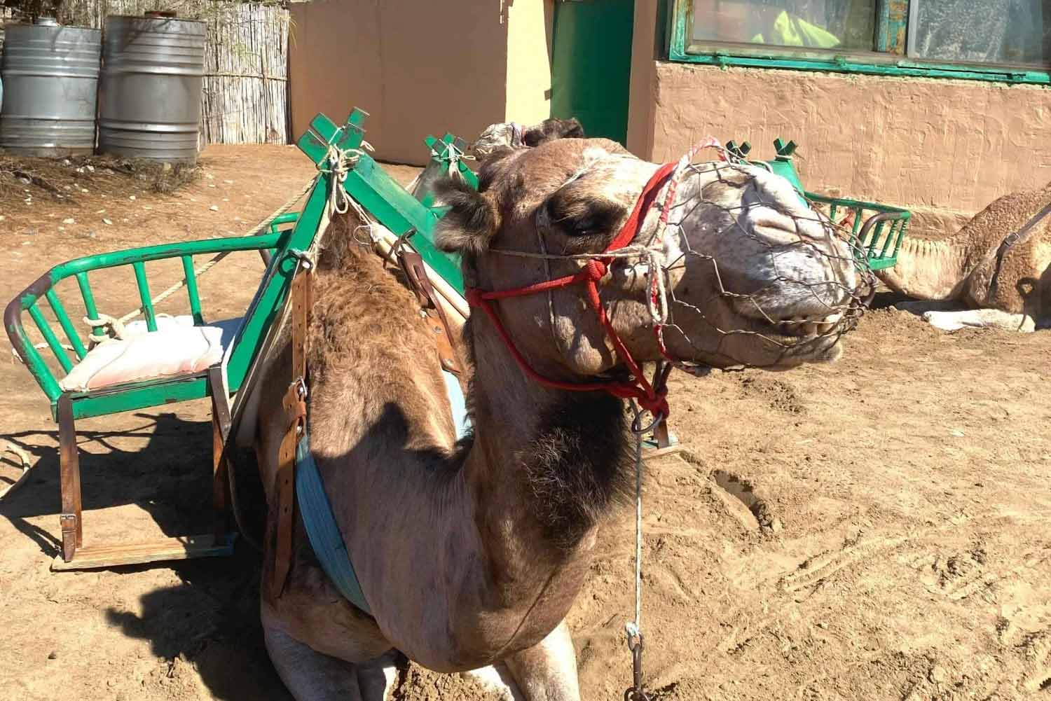 Guía de las Dunas de Maspalomas: tu pequeño Sáhara canario Paseos En Camello Dunas De Maspalomas