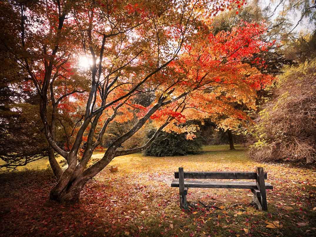 El encanto de los Cotswolds: una guía de viaje definitiva Westonbirt The National Arboretum