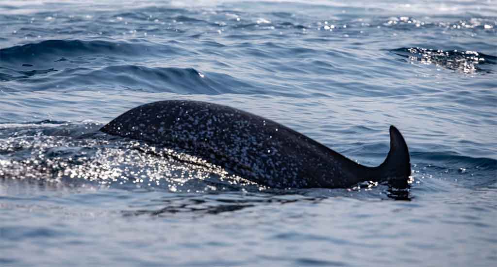 Descubre el encanto de Uvita: la joya escondida de Costa Rica Observa Ballenas Y Delfines