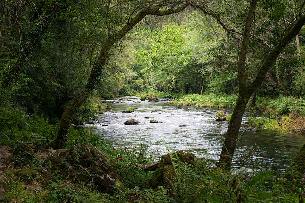 Fragas do Eume, guía completa de rutas, monasterios y consejos para tu visita Mejores Rutas De Senderismo En Fragas Do Eume