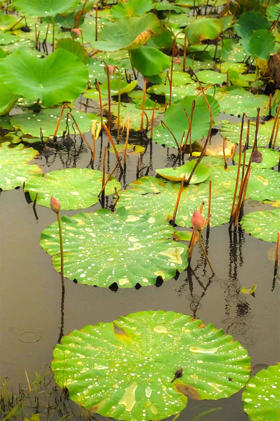 Guyana: guía completa para organizar tu viaje Victoria Regia