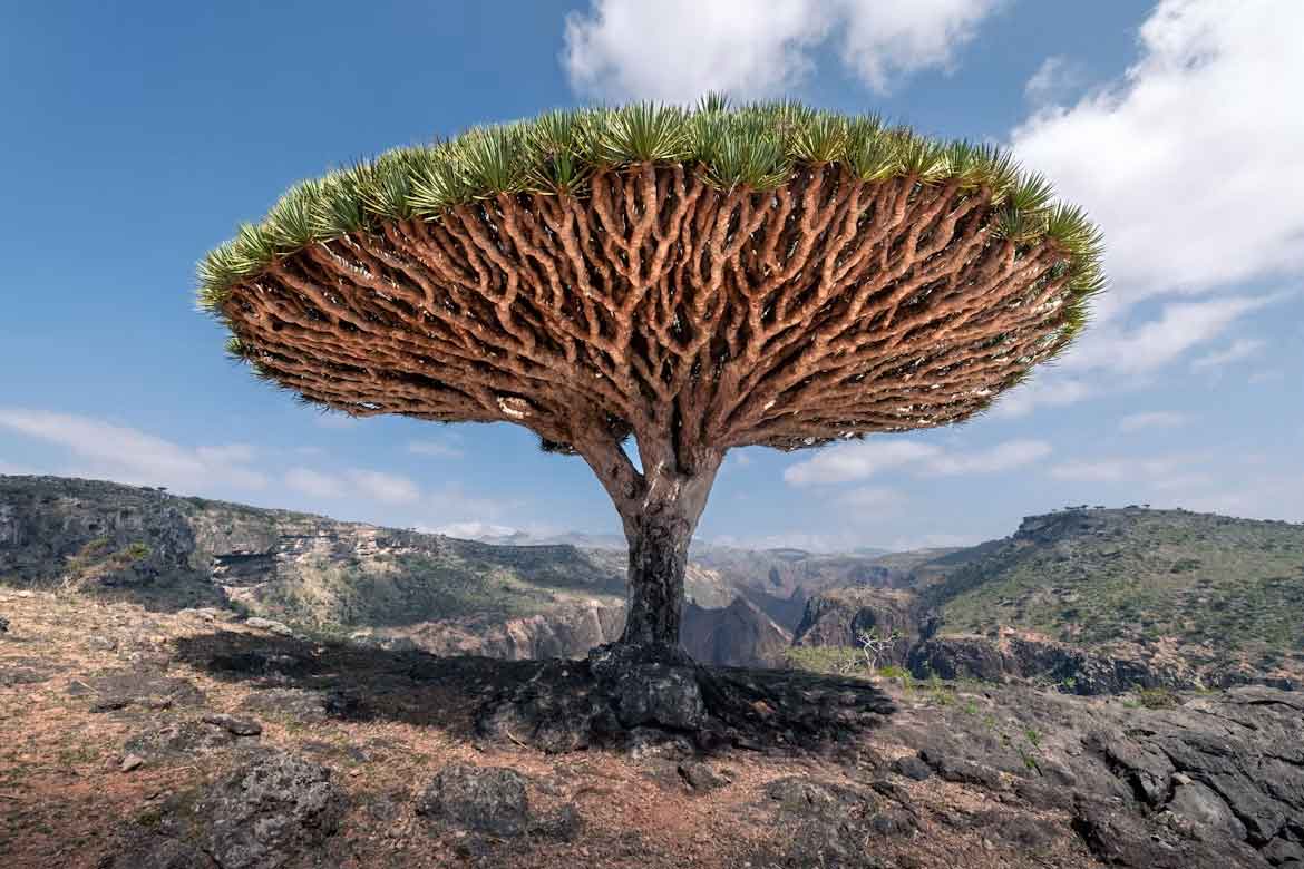 Guía para viajar a Socotra, el archipiélago que parece de otro planeta Arbol De Sangre De Dragon De Socotra
