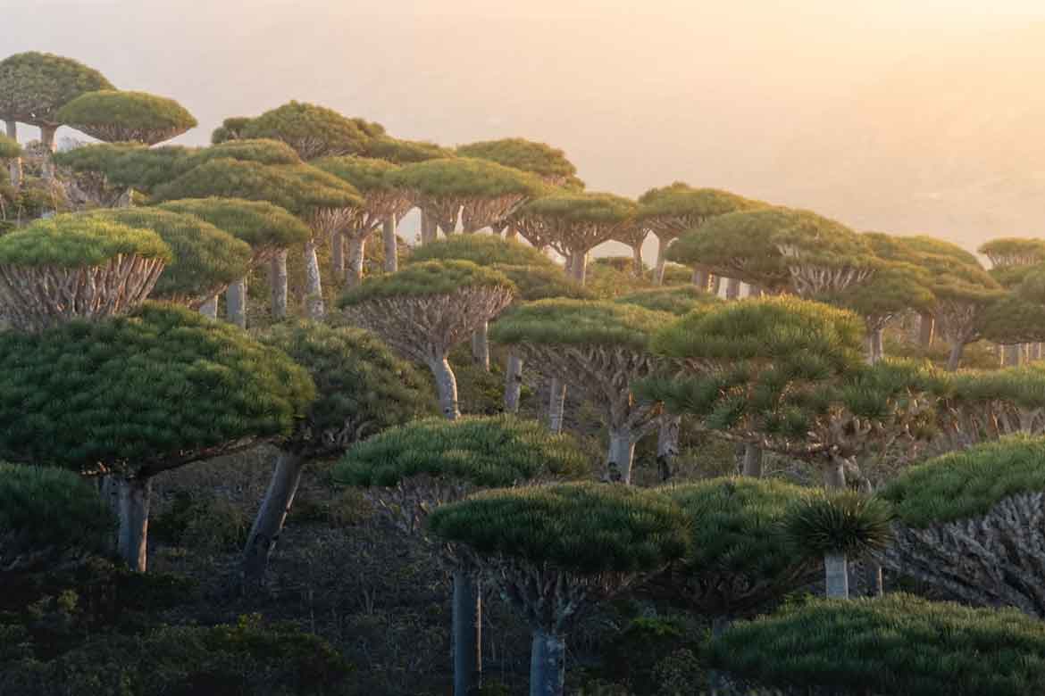 Guía para viajar a Socotra, el archipiélago que parece de otro planeta Meseta De Diksam